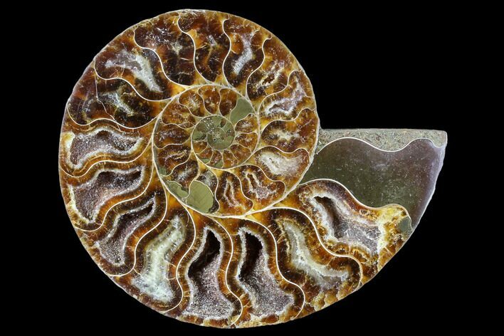 Agatized Ammonite Fossil (Half) - Madagascar #88247